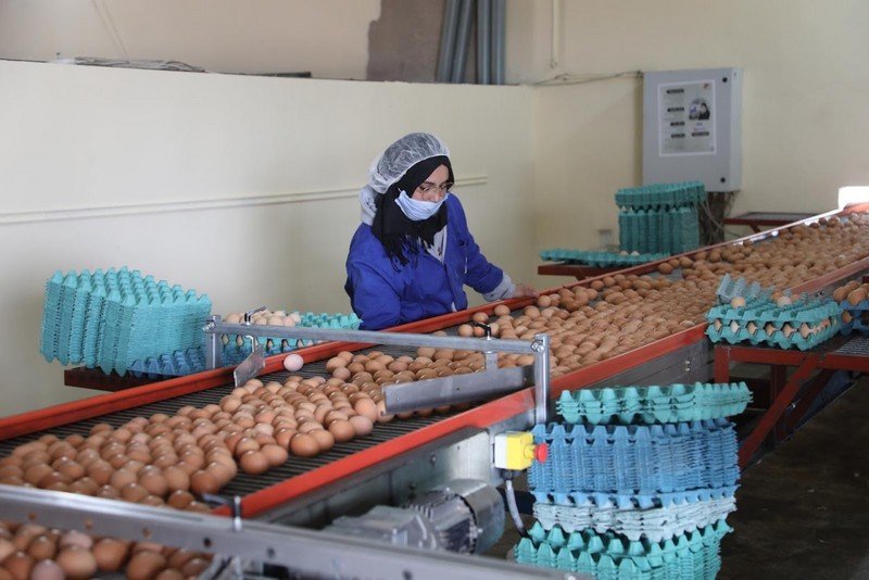 بيض المغرب يهرب لمصر