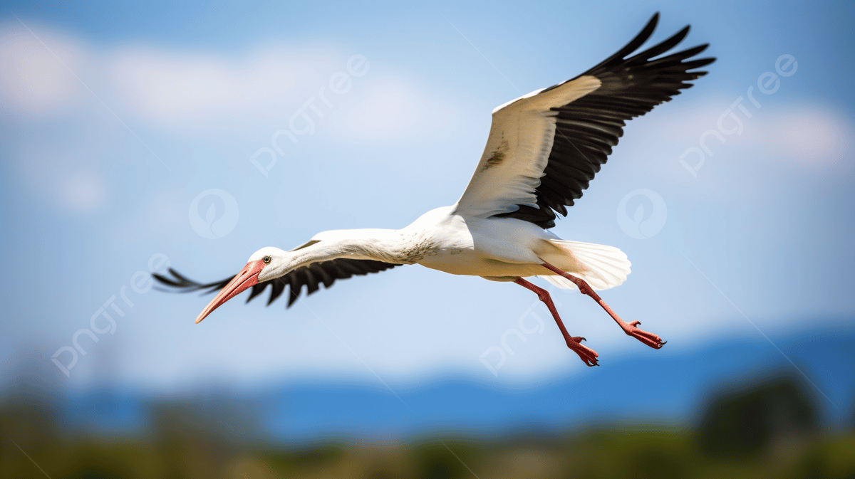 اللقلاق المغربي الأصيل