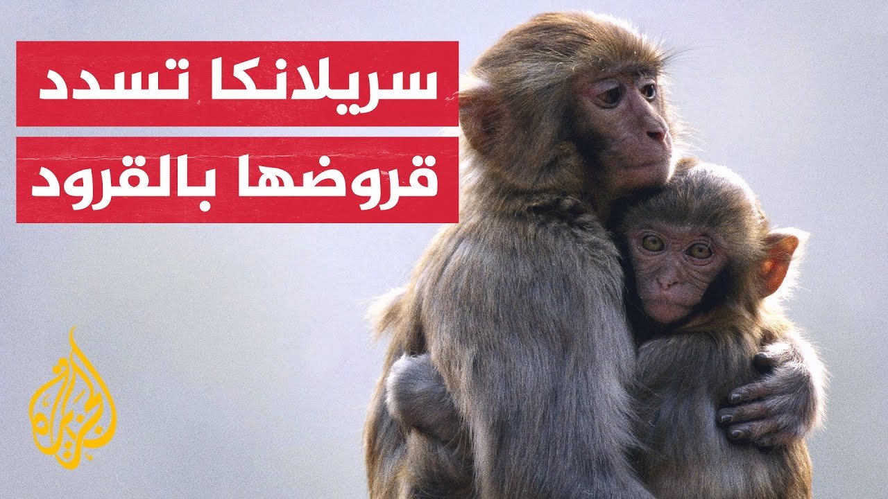 قرد في سريلانكا يقطع الكهرباء