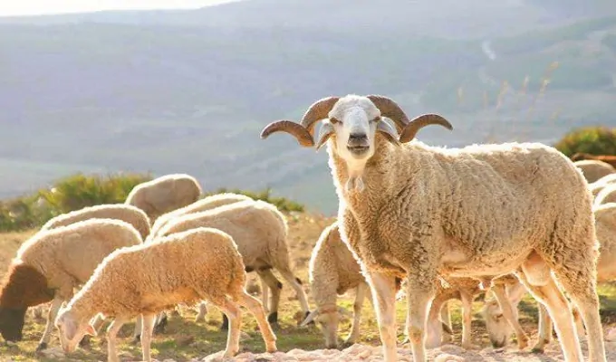 وزير الفلاحة وشهر رمضان بالمغرب