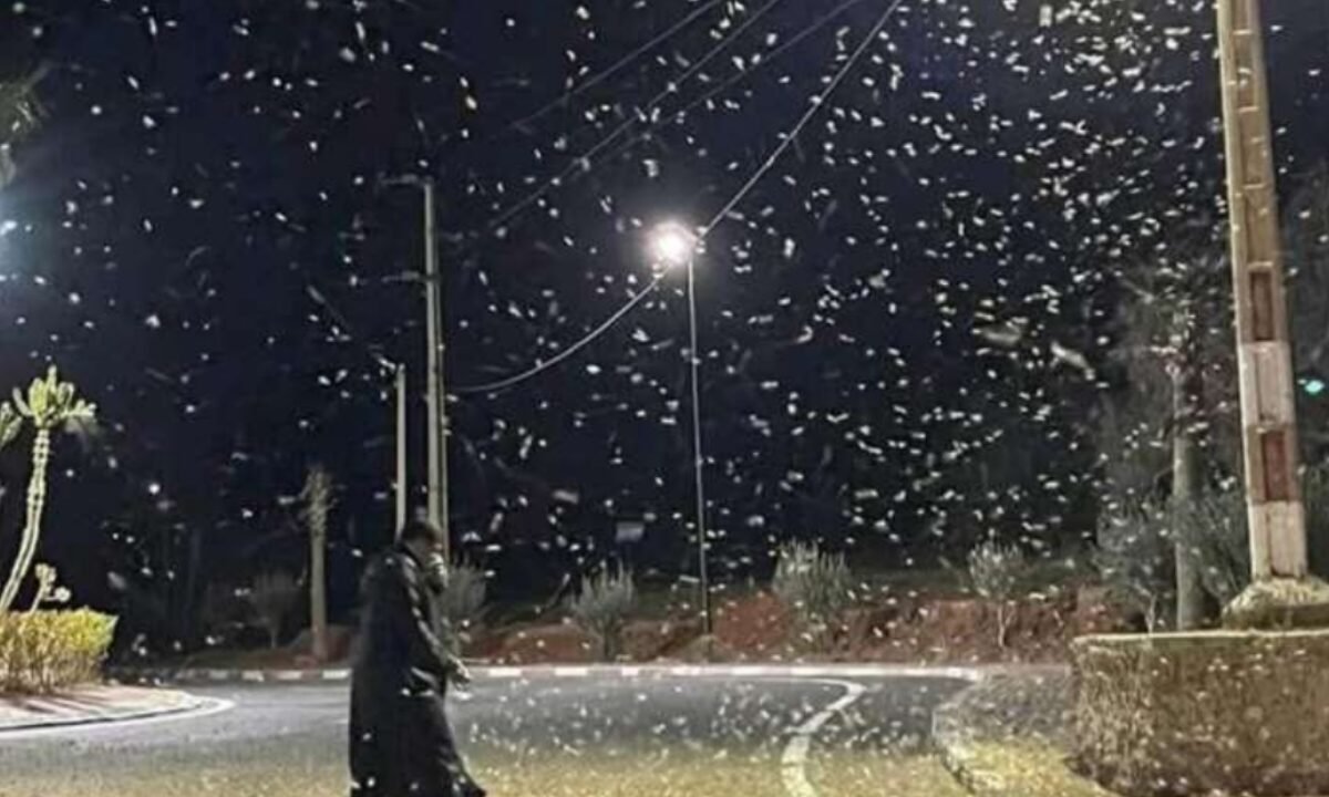 الجراد يصل إلى اقليم تزنيت