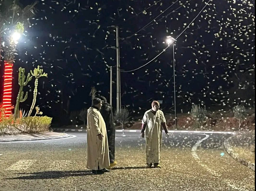 الجراد بدأ يكتسح الجنوب المغربي