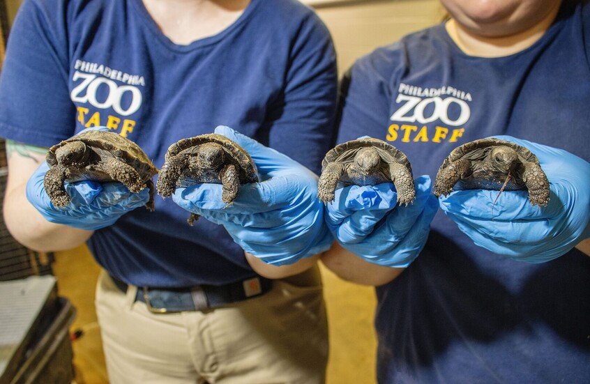 سلحفاة غالاباغوس تنجب في 100 عام مرة