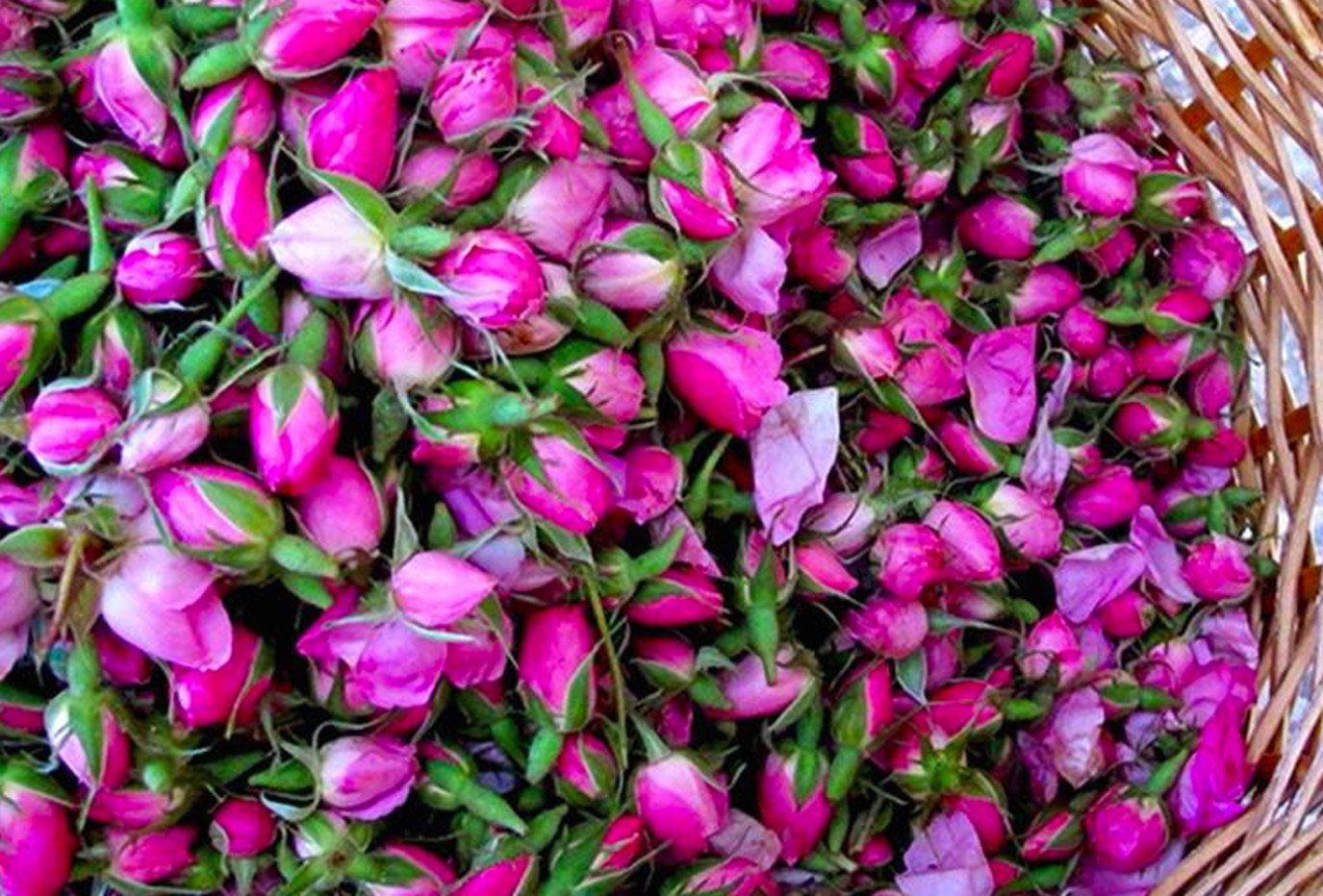 تزايد انتاج العطر الوردي بالمغرب هذا العام